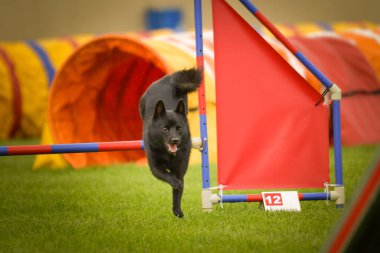 Köpek engellerin üzerinden atlıyor. Czech çeviklik özel eğitiminde harika bir gün.