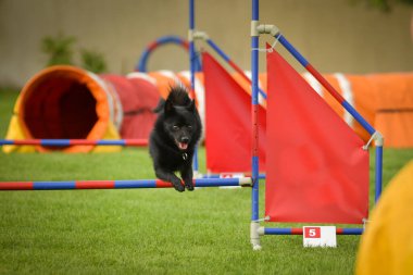 Köpek engellerin üzerinden atlıyor. Czech çeviklik özel eğitiminde harika bir gün.