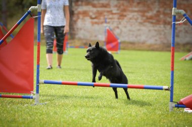 Köpek engellerin üzerinden atlıyor. Czech çeviklik özel eğitiminde harika bir gün.