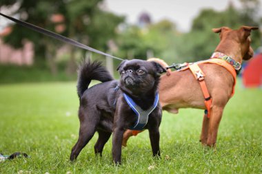 Köpekler çimlerin üzerinde duruyor. Yolculukta çok mutlu..