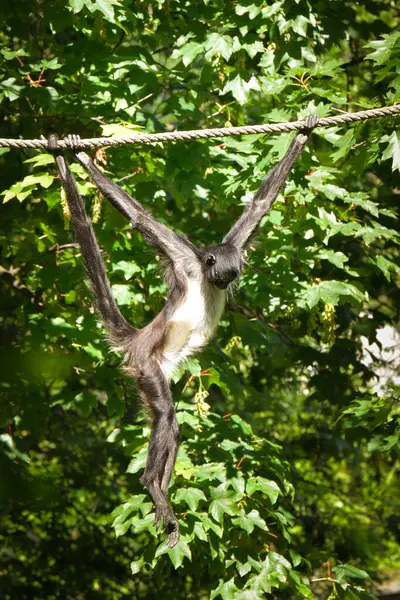 A cute monkey climing on rope. He lives in a natural forest in zoo. Charismatic monkeys. Island of monkeys.