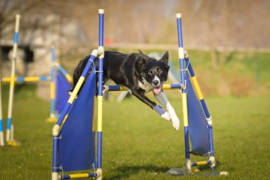 Köpek engellerin üzerinden atlıyor. Czech çeviklik özel eğitiminde harika bir gün.
