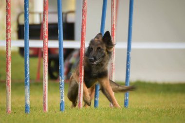 Köpek çeviklik eğitimi için slalom koşuyor yaz kampı czech slalom..