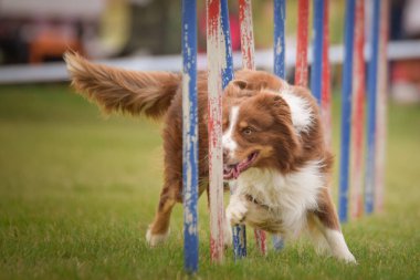 Köpek çeviklik eğitimi için slalom koşuyor yaz kampı czech slalom..