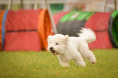 Köpek çeviklik içinde koşuyor. Harika bir akşam, Engel bir spor müsabakası için özel çeviklik eğitimi alıyor.