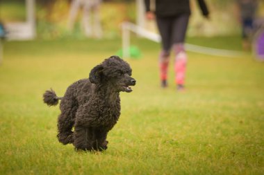 Köpek çeviklik içinde koşuyor. Harika bir akşam, Engel bir spor müsabakası için özel çeviklik eğitimi alıyor.