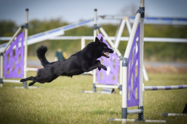 Köpek engellerin üzerinden atlıyor. Czech çeviklik özel eğitiminde harika bir gün.