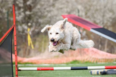 Köpek engellerin üzerinden atlıyor. Czech çeviklik özel eğitiminde harika bir gün.