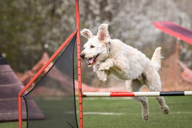 Köpek engellerin üzerinden atlıyor. Czech çeviklik özel eğitiminde harika bir gün.