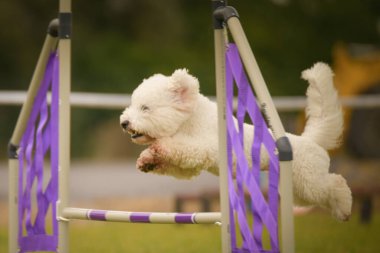 Köpek engellerin üzerinden atlıyor. Czech çeviklik özel eğitiminde harika bir gün.