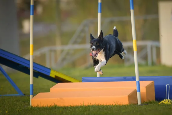 Dog is jumping over the hurdles. Amazing day on czech agility privat training