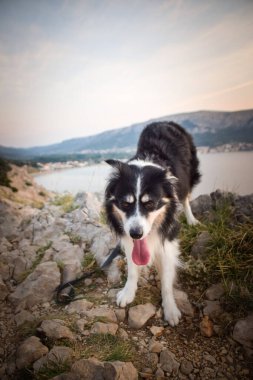 Hırvat topraklarında taşların üzerinde duran bir köpek. Denizin üstünde duran bir köpek. Güzel manzara