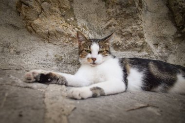 Hırvatça 'da şehirde bir kedi. Turistler de sevebilir. Sokak kedisi..