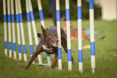 Köpek çeviklik eğitimi için slalom koşuyor yaz kampı czech slalom..