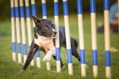 Köpek çeviklik eğitimi için slalom koşuyor yaz kampı czech slalom..
