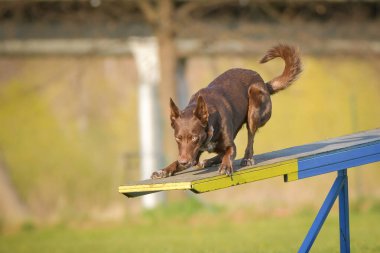 Köpek çeviklik testere ile koşuyor. Çeviklik konusunda inanılmaz bir köpek..