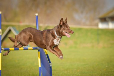 Köpek engellerin üzerinden atlıyor. Czech çeviklik özel eğitiminde harika bir gün.