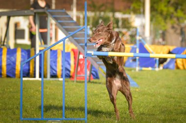 Köpek engellerin üzerinden atlıyor. Czech çeviklik özel eğitiminde harika bir gün.