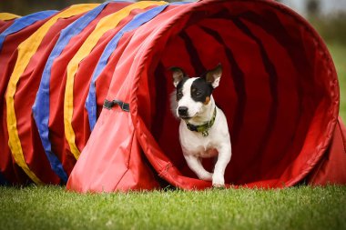 Köpek çeviklik tünelinde koşuyor. Harika bir akşam, Engel bir spor müsabakası için özel çeviklik eğitimi alıyor.