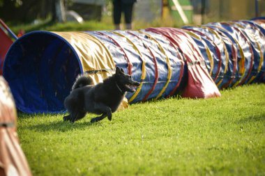 Köpek çeviklik tünelinde koşuyor. Harika bir akşam, Engel bir spor müsabakası için özel çeviklik eğitimi alıyor.