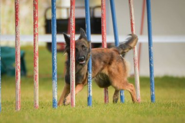 Köpek çeviklik eğitimi için slalom koşuyor yaz kampı czech slalom..