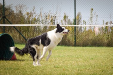 Köpek çeviklik içinde koşuyor. Harika bir akşam, Engel bir spor müsabakası için özel çeviklik eğitimi alıyor.