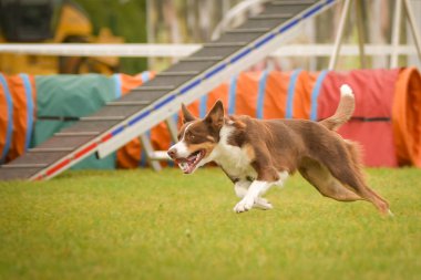 Köpek çeviklik içinde koşuyor. Harika bir akşam, Engel bir spor müsabakası için özel çeviklik eğitimi alıyor.
