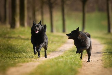 Çimenlerde koşan iki köpek. Köpeklerle doğada bir yaz günü. Köpekle yürü..