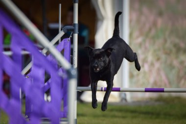 Köpek engellerin üzerinden atlıyor. Czech çeviklik özel eğitiminde harika bir gün.