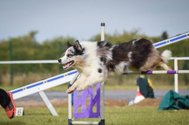 Köpek engellerin üzerinden atlıyor. Czech çeviklik özel eğitiminde harika bir gün.