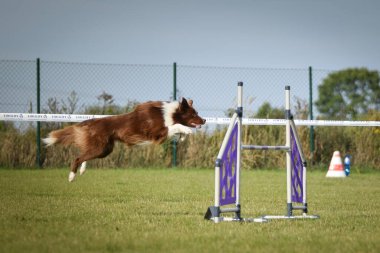 Köpek engellerin üzerinden atlıyor. Czech çeviklik özel eğitiminde harika bir gün.