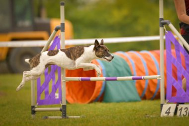 Köpek engellerin üzerinden atlıyor. Czech çeviklik özel eğitiminde harika bir gün.