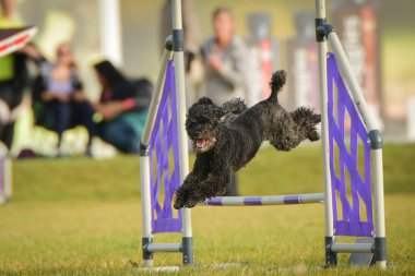 Köpek engellerin üzerinden atlıyor. Czech çeviklik özel eğitiminde harika bir gün.