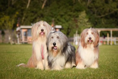 Bir grup sakallı çoban köpeği doğada oturuyor. Aile zamanı, aynı cins, yaz günü..