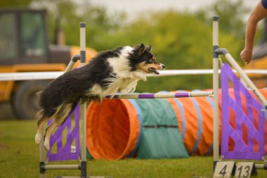 Köpek engellerin üzerinden atlıyor. Czech çeviklik özel eğitiminde harika bir gün.