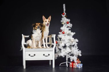 Beyaz yılbaşı ağacıyla fotoğraf stüdyosundaki köpeklerin Noel fotoğrafı. Fotoğraf stüdyosunda siyah arkaplan. 