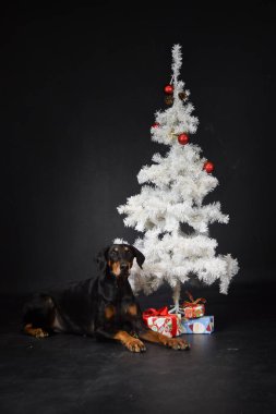 Beyaz Noel ağacıyla birlikte fotoğraf stüdyosundaki köpeğin yılbaşı fotoğrafı. Fotoğraf stüdyosunda siyah arkaplan. 