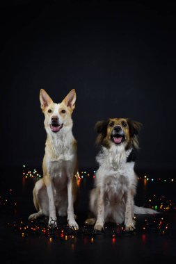 Renkli ışıkları olan köpeklerin fotoğraf stüdyosundaki Noel fotoğrafı. Fotoğraf stüdyosunda siyah arkaplan. 