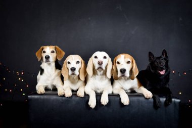 Renkli ışıkları olan köpeklerin fotoğraf stüdyosundaki Noel fotoğrafı. Fotoğraf stüdyosunda siyah arkaplan. 