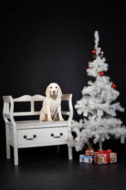 Beyaz Noel ağacıyla birlikte fotoğraf stüdyosundaki köpeğin yılbaşı fotoğrafı. Fotoğraf stüdyosunda siyah arkaplan. 