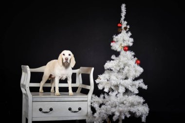 Beyaz Noel ağacıyla birlikte fotoğraf stüdyosundaki köpeğin yılbaşı fotoğrafı. Fotoğraf stüdyosunda siyah arkaplan. 