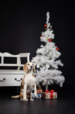 Beyaz Noel ağacıyla birlikte fotoğraf stüdyosundaki köpeğin yılbaşı fotoğrafı. Fotoğraf stüdyosunda siyah arkaplan. 