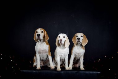 Renkli ışıkları olan köpeklerin fotoğraf stüdyosundaki Noel fotoğrafı. Fotoğraf stüdyosunda siyah arkaplan. 