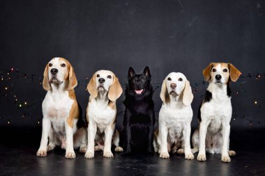 Renkli ışıkları olan köpeklerin fotoğraf stüdyosundaki Noel fotoğrafı. Fotoğraf stüdyosunda siyah arkaplan. 