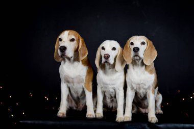 Renkli ışıkları olan köpeklerin fotoğraf stüdyosundaki Noel fotoğrafı. Fotoğraf stüdyosunda siyah arkaplan. 