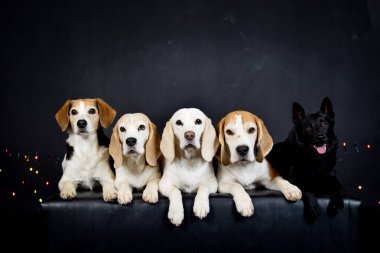 Renkli ışıkları olan köpeklerin fotoğraf stüdyosundaki Noel fotoğrafı. Fotoğraf stüdyosunda siyah arkaplan. 