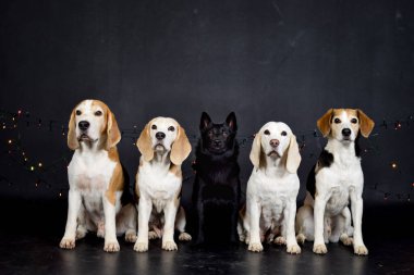 Renkli ışıkları olan köpeklerin fotoğraf stüdyosundaki Noel fotoğrafı. Fotoğraf stüdyosunda siyah arkaplan. 