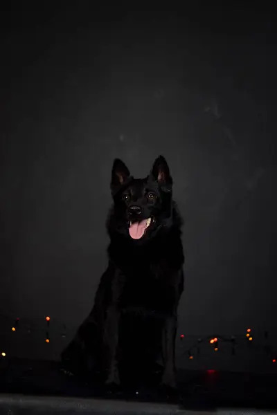 Stüdyoda renkli ışıkları olan bir köpeğin yılbaşı fotoğrafı. Fotoğraf stüdyosunda siyah arkaplan. 