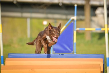 Köpek engellerin üzerinden atlıyor. Czech çeviklik özel eğitiminde harika bir gün.