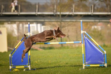 Köpek engellerin üzerinden atlıyor. Czech çeviklik özel eğitiminde harika bir gün.